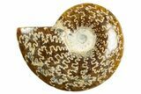 Polished Ammonite (Cleoniceras) Fossil - Madagascar #344295-1